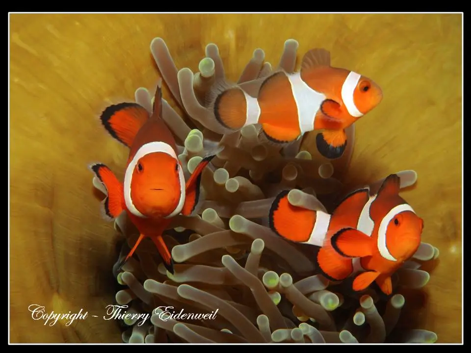 Anilao Macro Dive Media Highlight